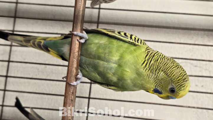 Budgerigar